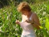 Cornfield
